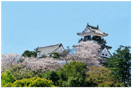 築城400年を越える高知城